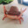 Meleecrab