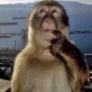 monkey