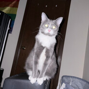 Ollie
