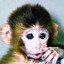 SmoliMonkey