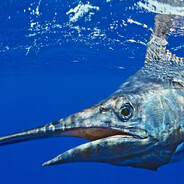 Marlin