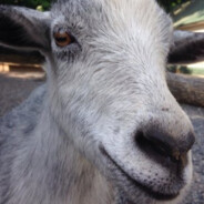 Vincent Van Goat - steam id 76561197961455471