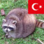 Trash Panda Turkey