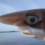 peixe manhoso