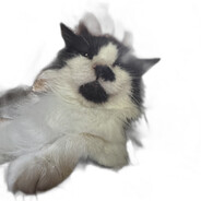 Woke democrat