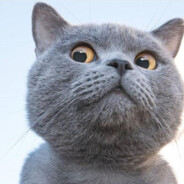 蓝猫😺猫影游踪