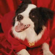 把我的压力当狗叫