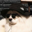Koji