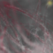 哥伦比亚源石金枪鱼