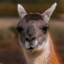 Bert the Vicuna