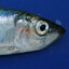Kilukala