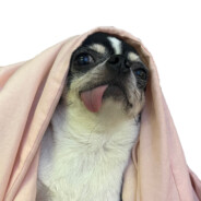 华区Cardi B卡的一B