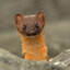 Weasel