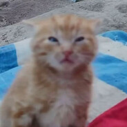 bleh