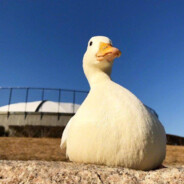 醒于晨曦微光之间