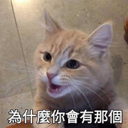 吸猫吸得好 人生沒煩惱