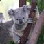 Koalafied Killer