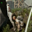 VertikalRotierenderAnusKitzler