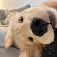 愿许秋风知我意