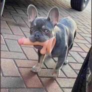 美羊羊寸止挑战