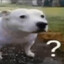Not Dank
