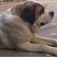 趴在墙头等红杏