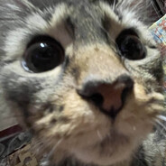 Bombardiro_Kotatillo