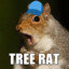 Tree Rat