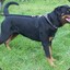 fL!ckeR&#039;s Rottweiler