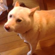 kz - steam id 76561197961157870