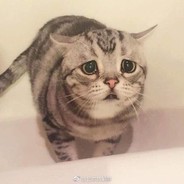 夜雨声烦烦死了