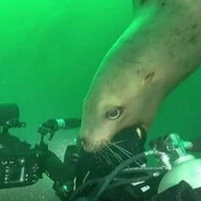 Seal