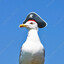TheSeaGuLL