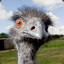 Das Emu