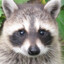 Raccoon