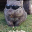 Wombat In Disguise
