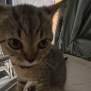 喵喵喵我是一只小猫