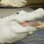 Albino Alligator