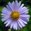 aster