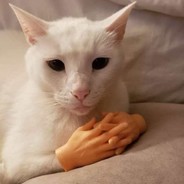 已连接墨菲特共享大脑