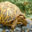 Frankling Turtle