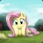 fluttershy