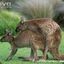 Kangaroo&#039;s having sex