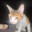 Kyozer