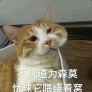 你看那只猫好蠢哦