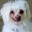 Crusty White Dog
