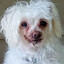 Crusty White Dog