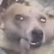 持续为狗子发声