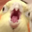 Birb9521