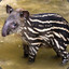 Tappy Tapir